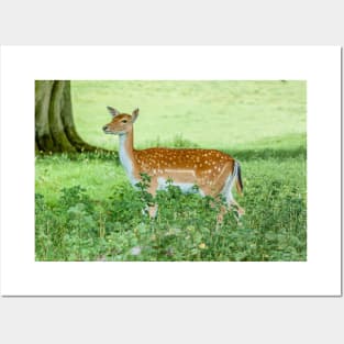 Fallow Deer on the Alert Posters and Art